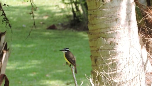 A Kiskadee bird is sitting on a branch surrounded by trees.