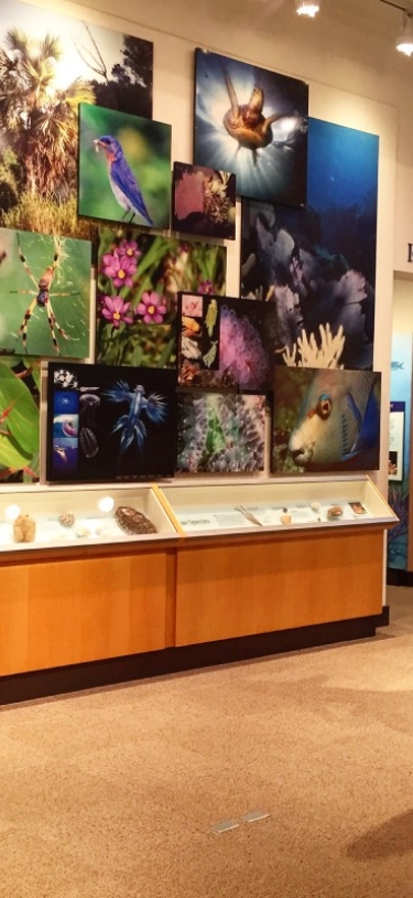 Bermuda Aquarium, Museum & Zoo (BAMZ) – Interior