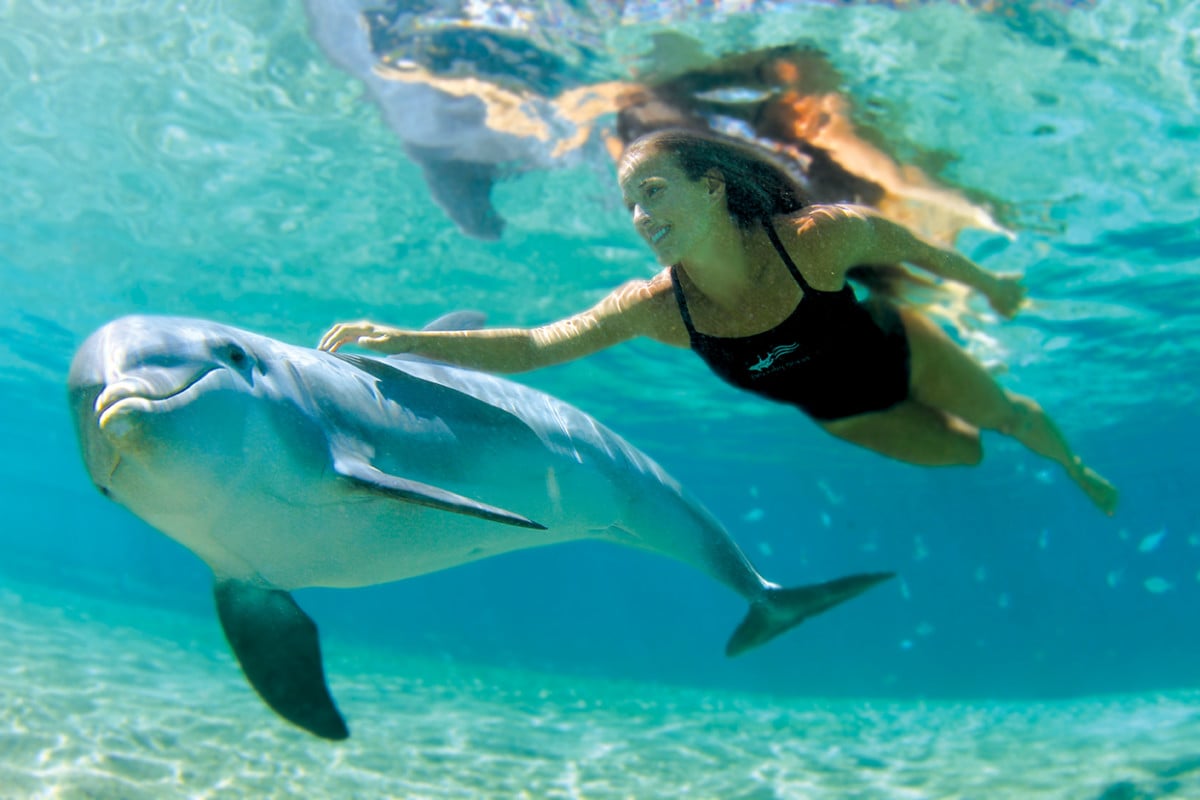 Dolphin Quest Bermuda