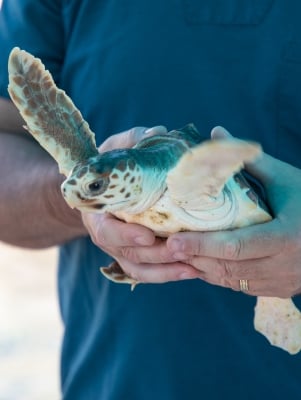 Baby turtle