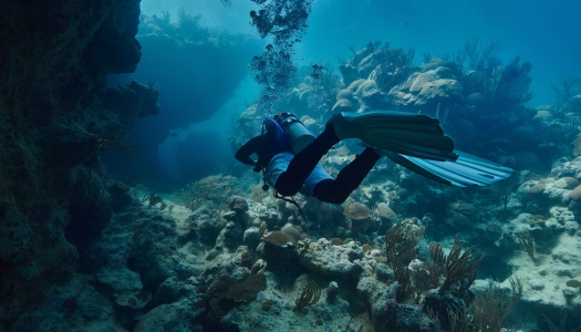 A man is snorkelling in Bermuda waters.