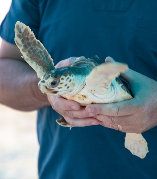 Baby turtle