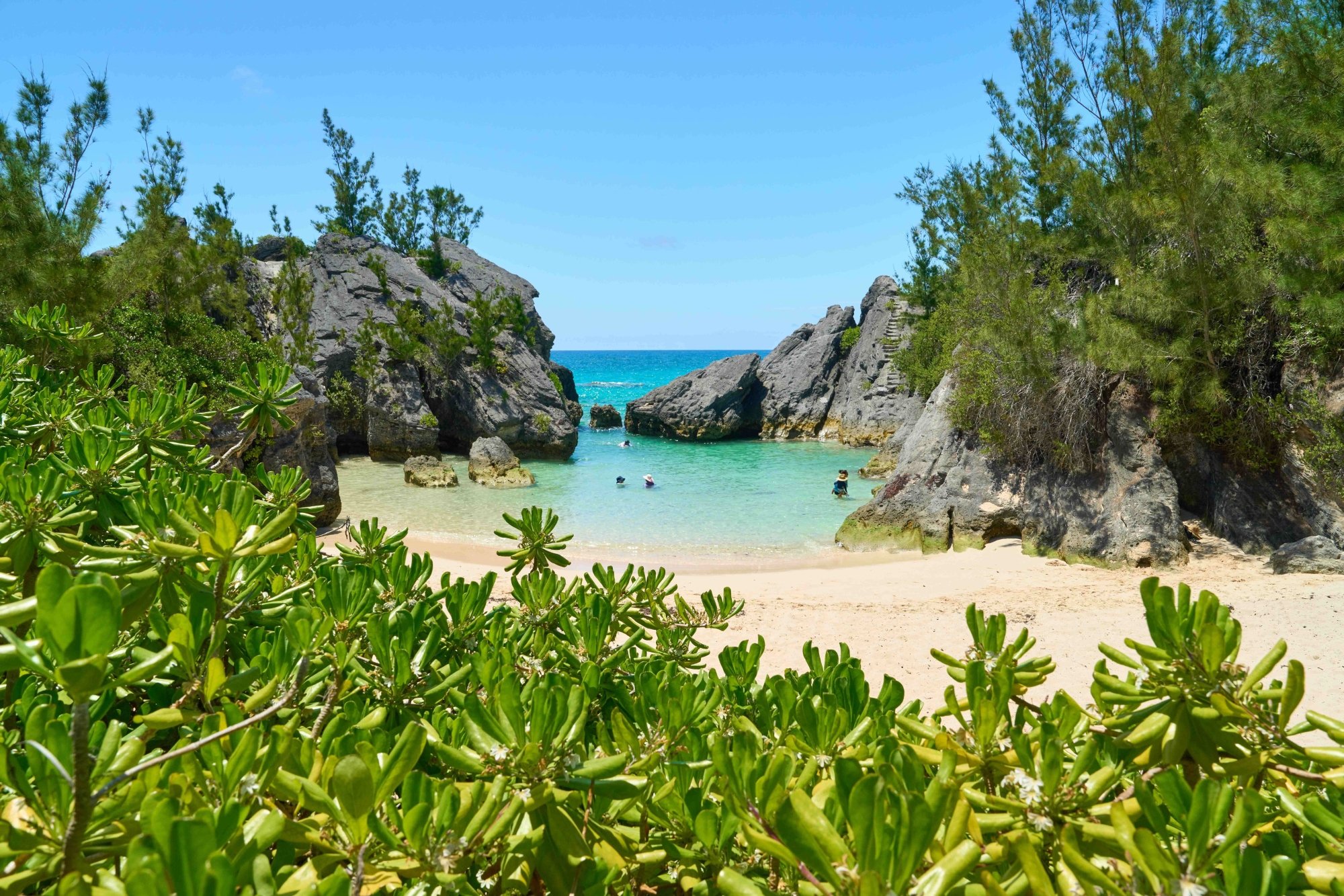 a view of scenic jobson's cove.