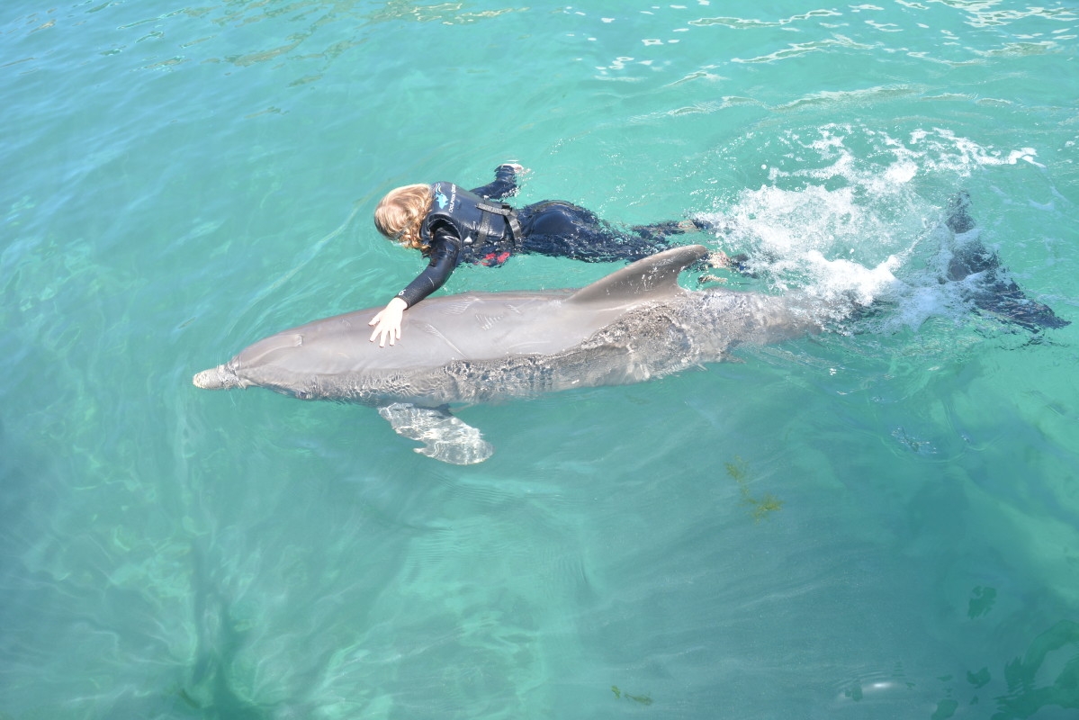 bermuda dolphin tour