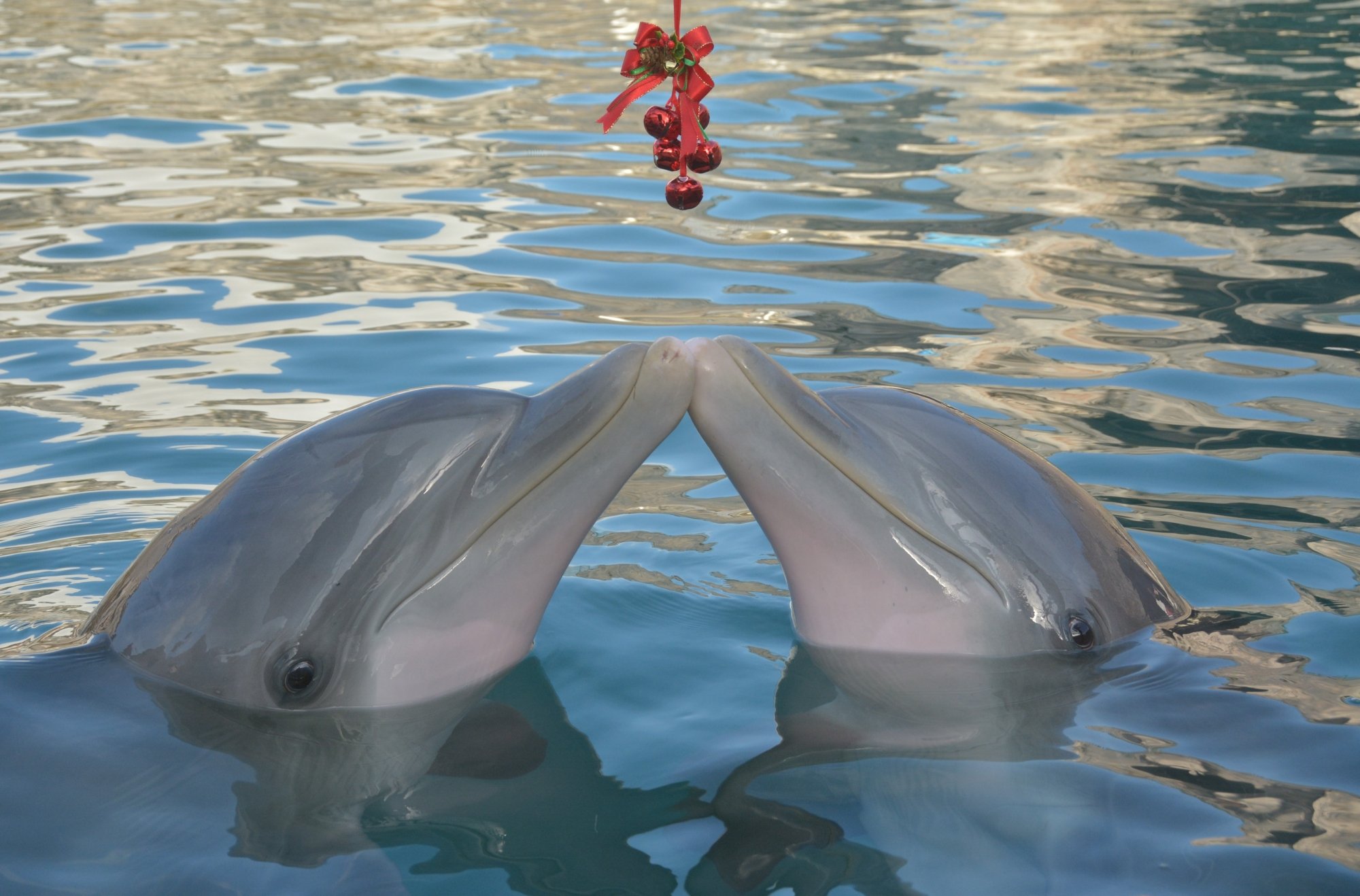 Christmas Special - $50 off Encounter Gift Card – Dolphins At Christmas